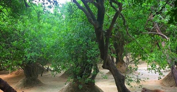 Nidhivan in Vrindavan, the sacred grove associated with Lord Krishna and Radhaβs Rasleela.